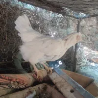 مرغ و خروس گلین ریشی اصل