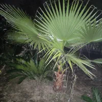 پالم واشنگتن