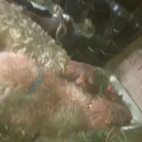 گوسفند وبزیک ساله|حیوانات مزرعه|تربت جام, یحیی آباد|دیوار