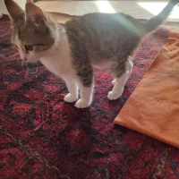 واگذاری بچه گربه رایگان