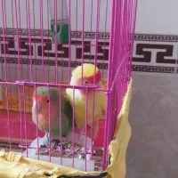 طوطی برزیلی