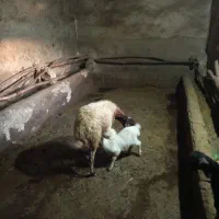 گوسفنند|حیوانات مزرعه|دیواندره, |دیوار