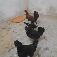 یک خروس و ۳تا مرغ تخم گذار گلین لری مدل پنگوئنی