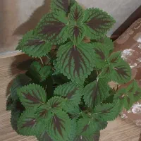 گلهای خانگی