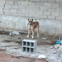 سگ سراب افغان