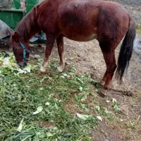 اسب کردی|اسب و تجهیزات اسبسواری|ارومیه, |دیوار