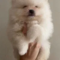 سگ پامر خرسی.پامرانیان جیبی|سگ|شیراز, میانرود|دیوار