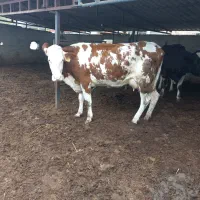 گاوسیمنتال۳۵کیلوشیر