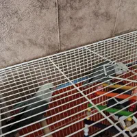 کوتوله برزیلی|پرنده|تربتحیدریه, مسجد جامع|دیوار