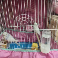 جفت مرغ عشق انگلیسی با لوازم