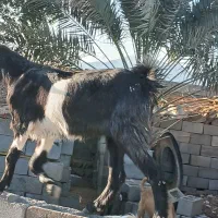 کهر ماده فروشی قیمت مناسب رودان|حیوانات مزرعه|رودان, |دیوار