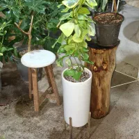 فروش گل و گیاه با بهترین کیفیت و قیمت مناسب|گل و گیاه طبیعی|مشهد, چهارچشمه|دیوار