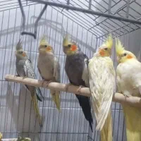 یک جفت عروس هلندی،۳جوجه دوماه ویکجفت مرغ عشق سفید|پرنده|آبادان, |دیوار