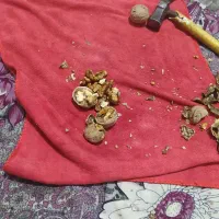 گردو|خوردنی و آشامیدنی|ملکان, |دیوار