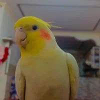 عروس هلندی نر اماده