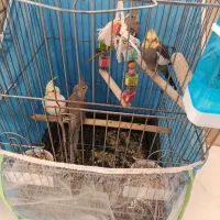 عروس هلندی جفت با جوجه|پرنده|شیراز, شهرک بهار|دیوار