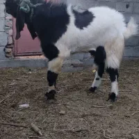 نری پاکستانی