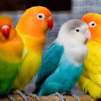 طوطی برزیلی پیدا کردم