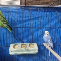 مرغ عشق|پرنده|اصفهان, رسالت|دیوار