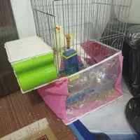 جفت عروس هلندی  لوتینو  با قفس وسایل