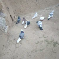 کبوتر تهرانی