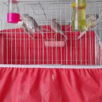قناری|پرنده|اصفهان, باتون|دیوار