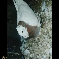 کبوتر طوقی|پرنده|خرمشهر, |دیوار