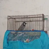 پرنده