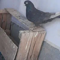مایه کبوتر