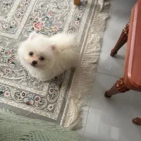 پامرانین وارداتی