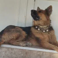 سگ ژرمن|سگ|خوانسار, |دیوار