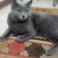 گربه بریتیش نژاد دار|گربه|فردیس, خیام غربی|دیوار