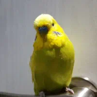 مرغ عشق انگلیسی  نر
