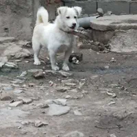 پاکوتاه واگذاری|سگ|نگین شهر, |دیوار