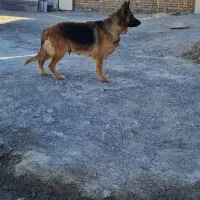 فروش سگ|سگ|مشهد, ویلاشهر|دیوار