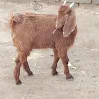 بزغاله پنج نیم