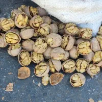 گردو درجه یک کاغذی