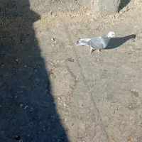 کفتربوم پرشی|پرنده|مشهد, صداقیه|دیوار