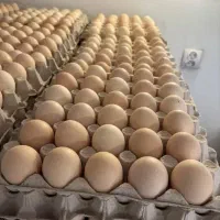 پخش عمده تخم مرغ محلی
