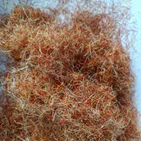 زعفران تیرون وکرون