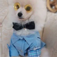 سگ پامرانین عروسکی