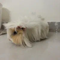 خوکچه هندی|موش و خرگوش|تهران, نارمک|دیوار