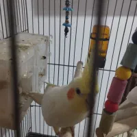 عروس هلندی|پرنده|تربت جام, مسکن مهر|دیوار