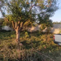 فروش-زمین-سیصد-متری