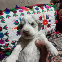 توله ناز و پشمالو|سگ|زابل, |دیوار