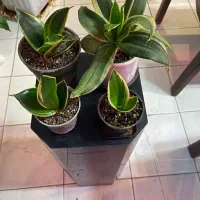 ۷ عدد گل زیبا و ۴ عدد گلدان بنسای|گل و گیاه طبیعی|تبریز, |دیوار