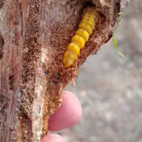 انجام کلیه امور باغبانی|خدمات باغبانی و درختکاری|اراک, |دیوار