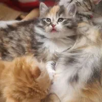 واگذاری گربه های جذاب