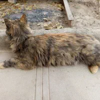 یک گربه پرشین زیبا و آرام|گربه|مشهد, کوثر|دیوار