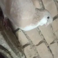 تعدادی کبوتر ساده خال هفت رنگ چپ راست